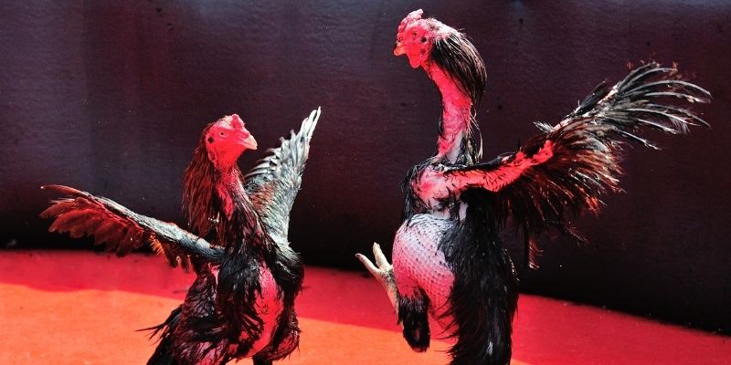 188bet bắn cá đổi thưởng